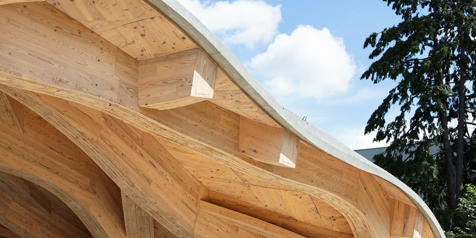 vuilds-organic-roof-using-clt-formwork-as-a-finished-surface-2-65adec74b8942