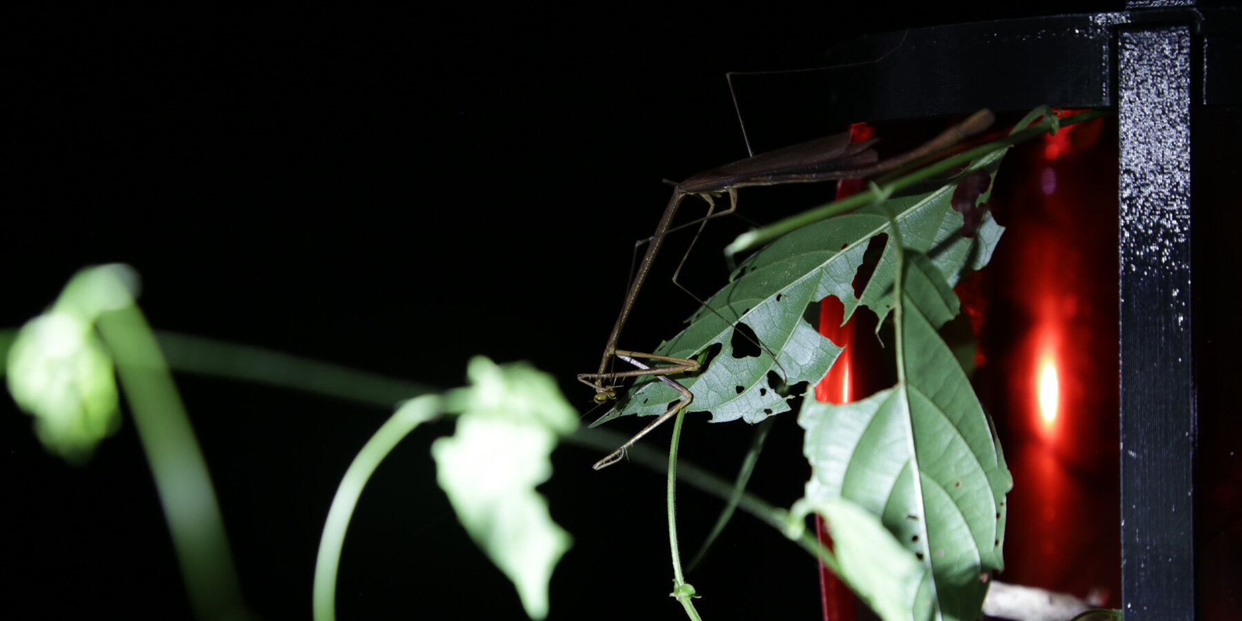sabine-marcelis-3d-printed-armature-recycled-rock-deep-exopack-projecto-mantis-insects-designboom-ban2